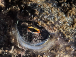 Eye of a brown frog that tries to stay under water during... by Brenda De Vries 